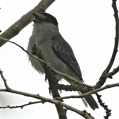Pachyramphus rufus