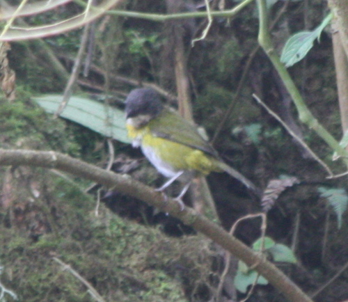 Ashy-throated Chlorospingus (Chlorospingus canigularis), photo 5