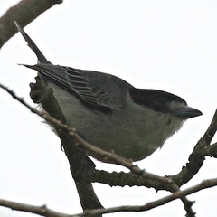 Pachyramphus rufus