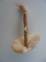 Lepiota castaneidisca image