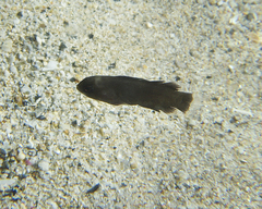 Assiculus punctatus