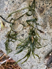 Potamogeton robbinsii