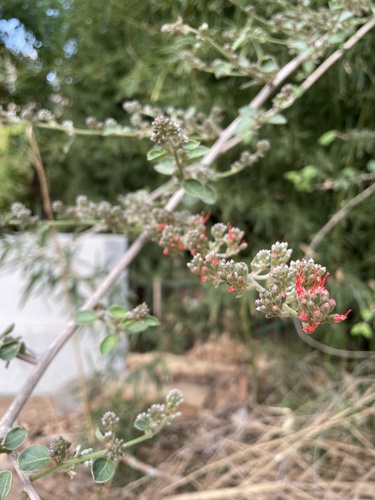 Combretum microphyllum (Combretum microphyllum)
