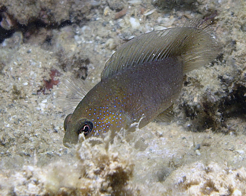 Bluespotted Dottyback