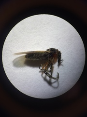 Dilophus stigmaterus
