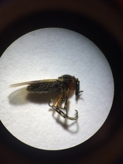 Dilophus stigmaterus