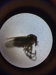 Dilophus stigmaterus