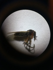 Dilophus stigmaterus