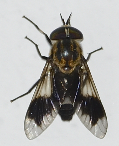 Philipotabanus fucosus