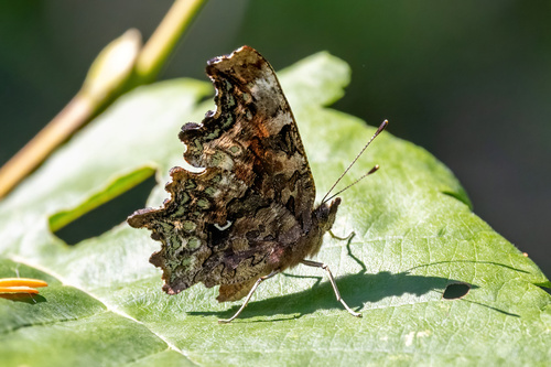Green Comma