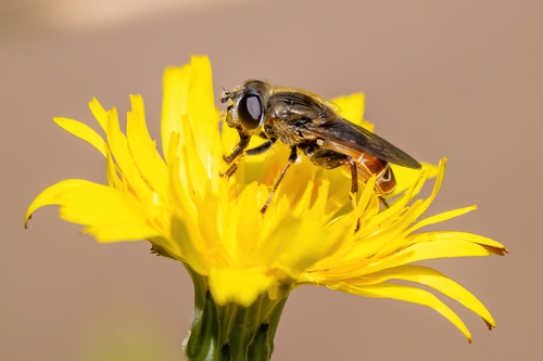 Unknown species found near Lane County, OR, USA
