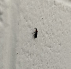 Dilophus serotinus