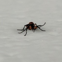 Dilophus serotinus