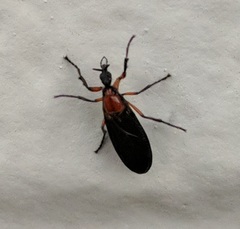 Dilophus serotinus
