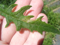 Stigmella ogygia