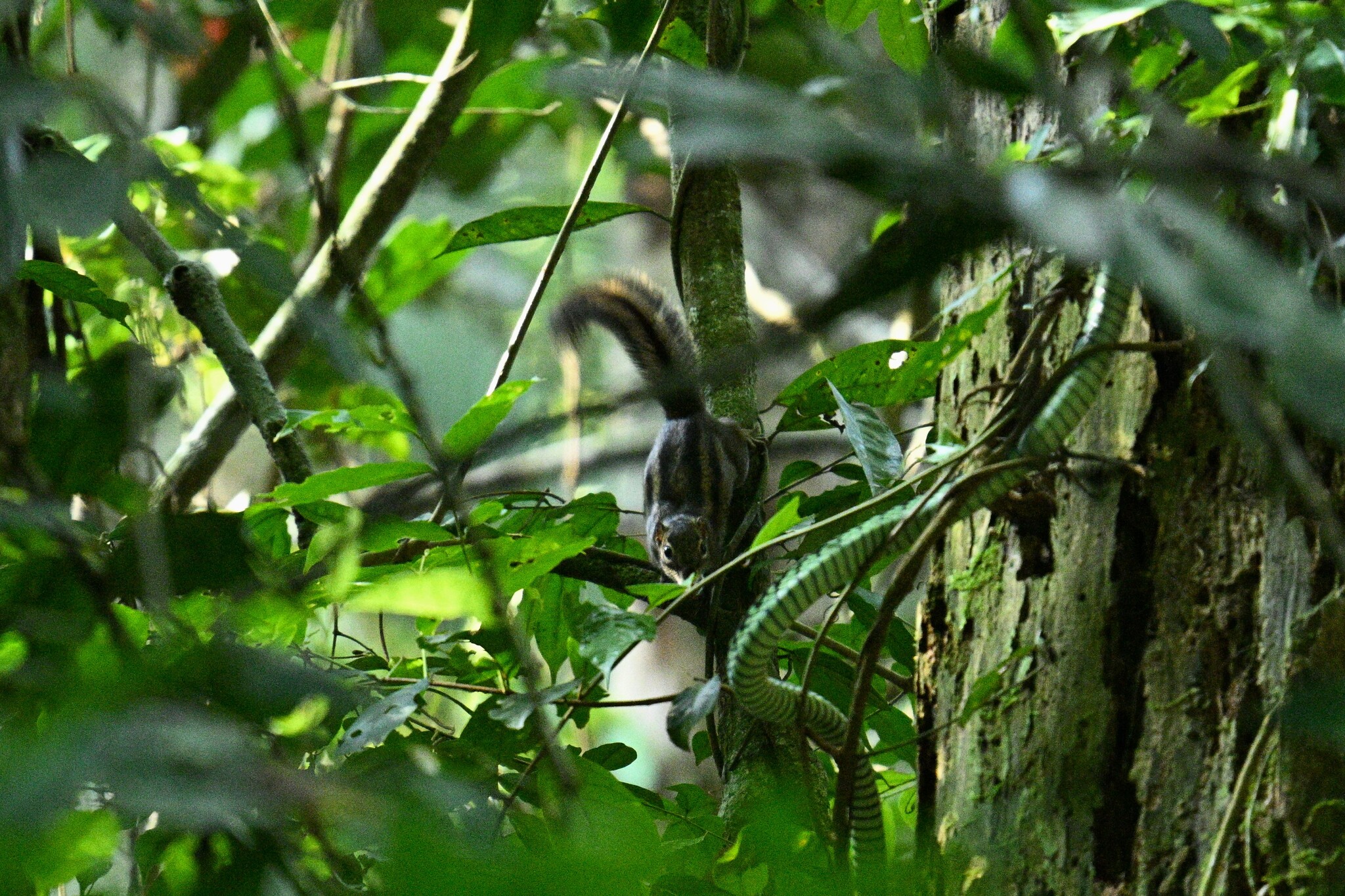 Ribboned Rope Squirrel photo 3