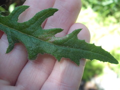 Stigmella ogygia
