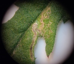 Stigmella ogygia