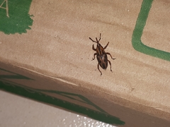 Metamasius hemipterus