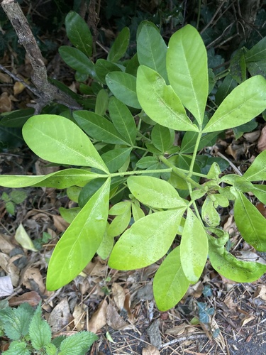 Choisya ternata