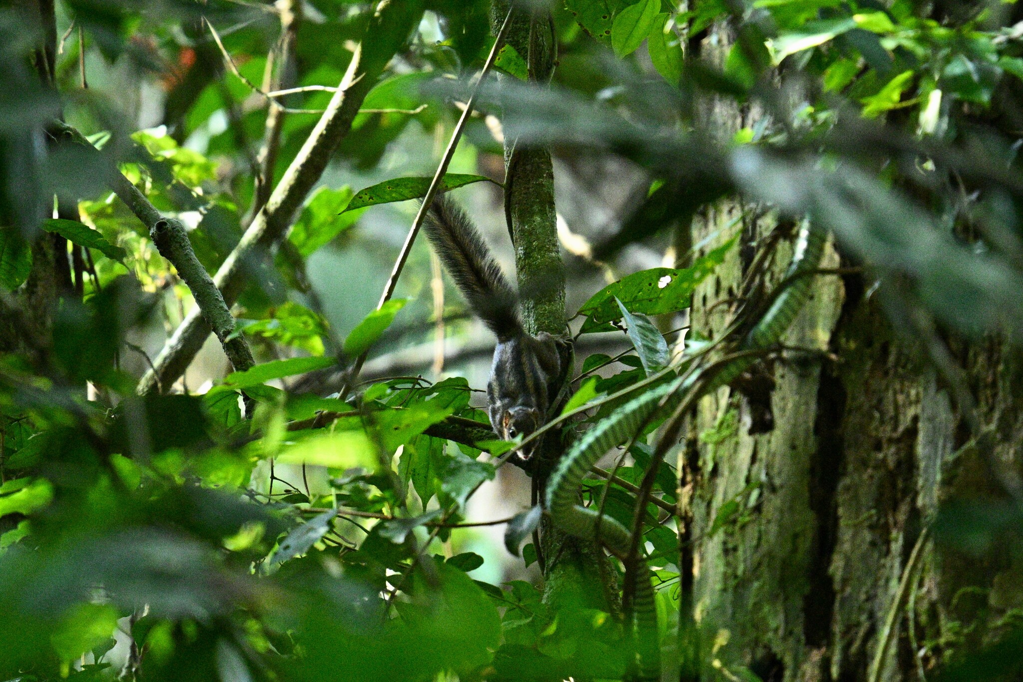 Ribboned Rope Squirrel photo 4