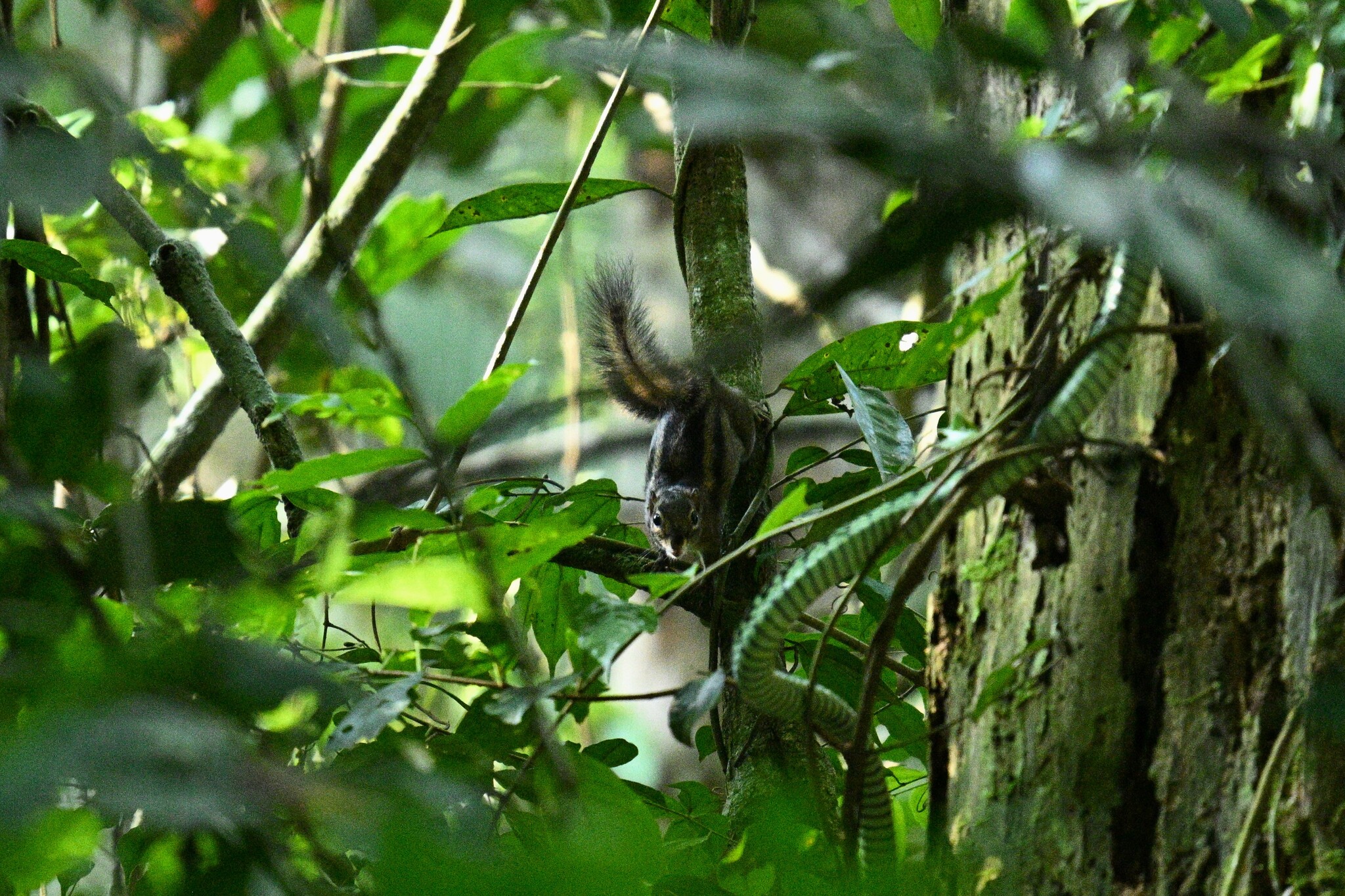 Ribboned Rope Squirrel photo 5