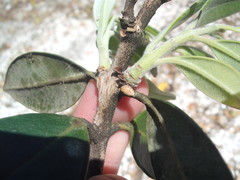 Eriococcus pohutukawa