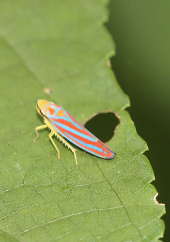 Red-banded Leafhopper