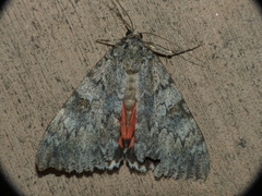 Catocala junctura