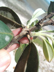 Eriococcus pohutukawa