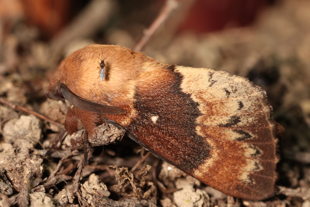 Dendrolimus himalayanus
