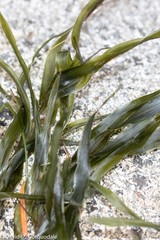 Potamogeton robbinsii