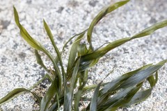 Potamogeton robbinsii