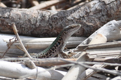 Podarcis siculus