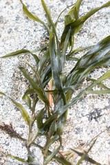 Potamogeton robbinsii