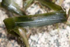 Potamogeton robbinsii