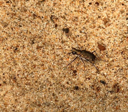 Bronzed Tiger Beetle