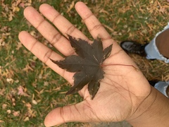 Acer palmatum