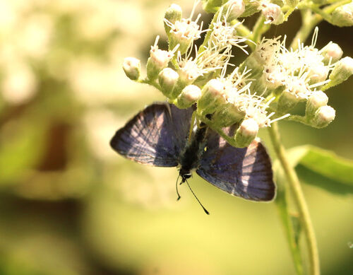 Eastern Tailed-Blue