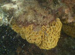 Holopsamma laminaefavosa