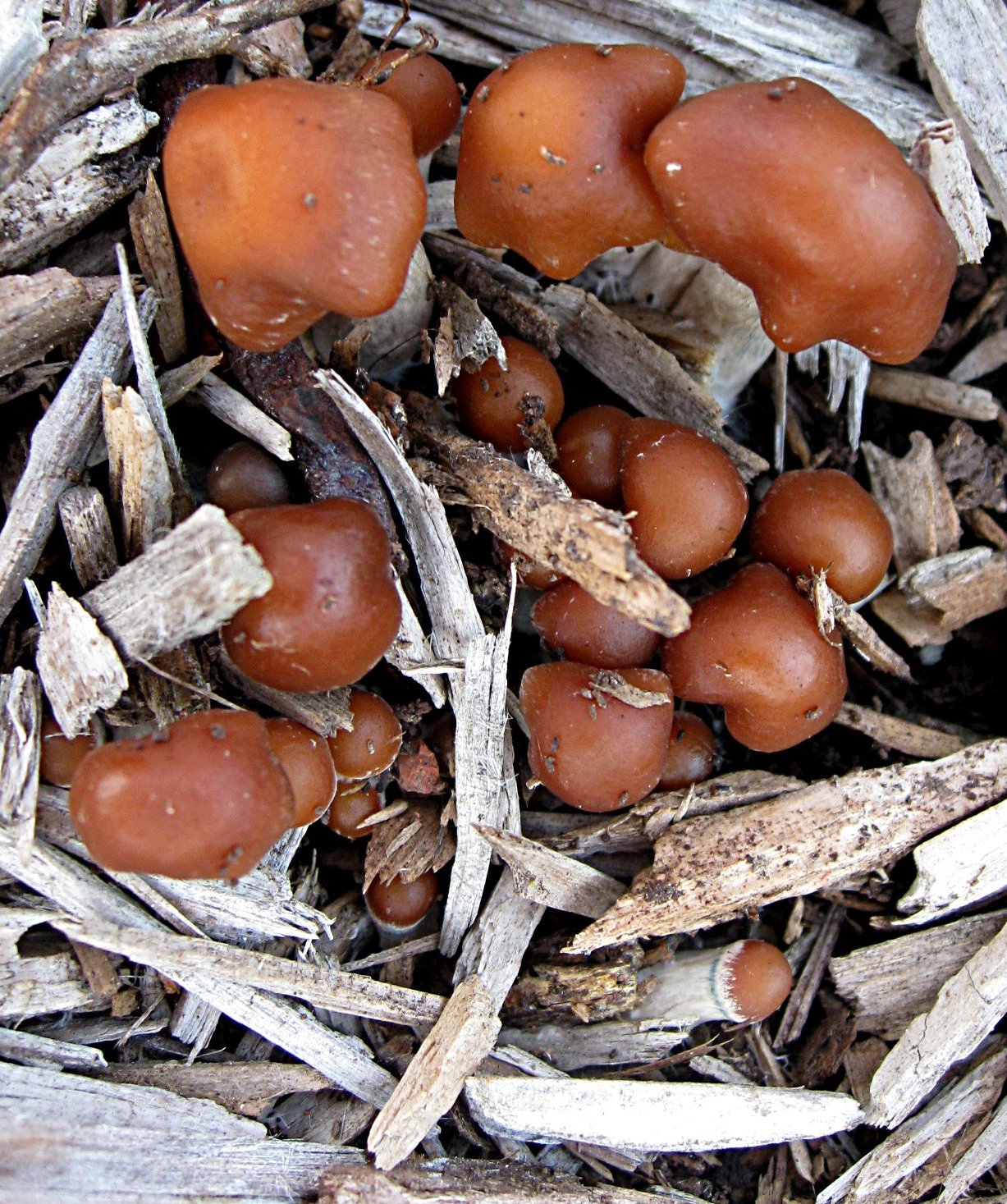 Psilocybe cyanescens image