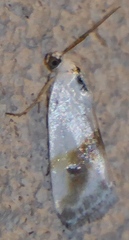 Ponometia virginalis