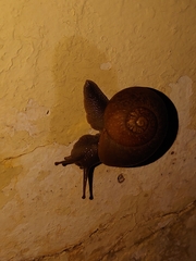 Zachrysia provisoria