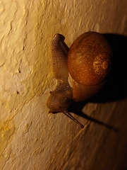 Zachrysia provisoria