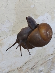 Zachrysia provisoria