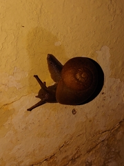 Zachrysia provisoria