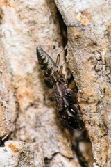 Cheliferoides segmentatus