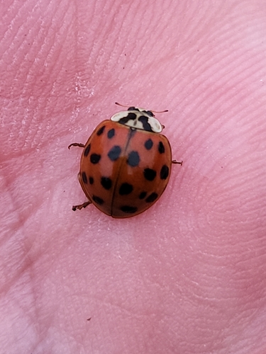 iNaturalist observation photo of Asian Lady Beetle