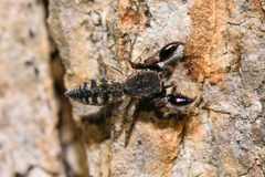 Cheliferoides segmentatus