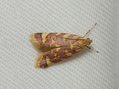 Tisobarica thyteria